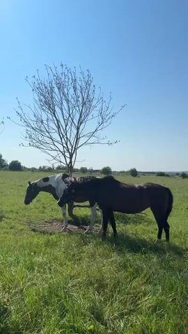 The video shows two horses in a grassy field on a sunny day. A leafless tree stands behind them. The horse on the left is white with brown patches and is grazing. The horse on the right is dark brown and is standing, facing away from the camera. The sky is clear and blue. The grass is green and appears to be cut.