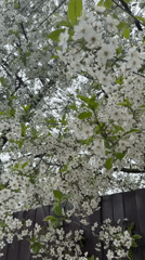 Flowering tree in full bloom observed in Yanino-1, Russia