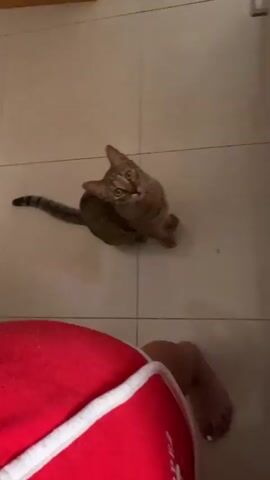 A tabby cat sits on a tiled floor and looks up at the camera, tilting its head. In the foreground, a person's legs are visible, wearing red shorts with white trim. The cat's tail is curved behind it. The lighting is dim and appears to be from overhead.