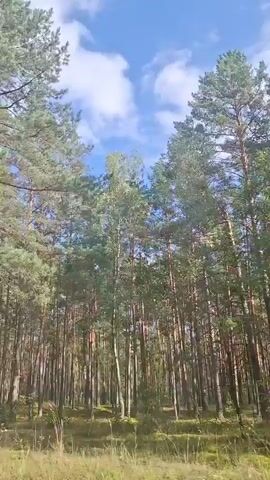 The video shows a low-angle, wide shot looking up at tall pine trees in a forest. The sun is shining through the branches, creating dappled light and shadow. The sky is blue with some white clouds. The ground is covered with dry leaves and grass. The camera is slowly panning from left to right, giving a sense of movement and immersion in the forest. There are no people or animals visible in the video. The overall atmosphere is peaceful and serene.