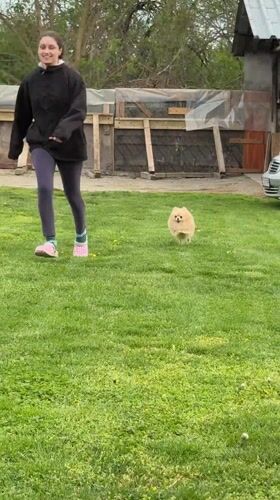 Woman chases Pomeranian dog across backyard in Bulgarian village
