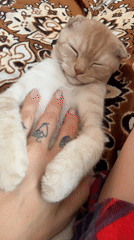 Tattooed person cuddles sleeping kitten in Gorno-Altaysk morning scene