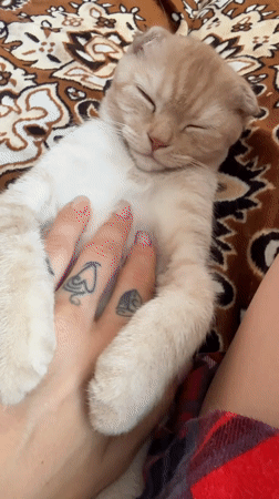Tattooed person cuddles sleeping kitten in Gorno-Altaysk morning scene