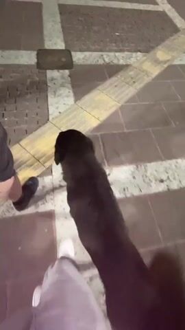 The video shows a person petting a black Labrador dog on a paved sidewalk. The dog is standing still and allows the person to pet it. There are other people standing nearby. The sidewalk has yellow tactile paving installed, and the lighting is dim.