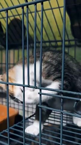 A calico kitten is shown inside a metal cage. The kitten is grooming itself, licking its front paw. The cage bars are visible, and the background appears to be outdoors with a green, textured surface and some shadows. The kitten has patches of white, brown, and black fur.