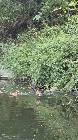 A group of ducks swim in a narrow, tree-lined body of water. The ducks are brown and appear to be mallards. The water is murky and has some debris floating on the surface. The trees and bushes on the banks are lush and green. The video is shot from a slightly elevated perspective, looking down at the ducks.