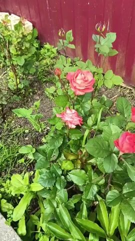 This is a short, shaky video of a rose bush with several pink and red roses in bloom. The roses are arranged in clusters and some are fully open, while others are still buds. The bush is surrounded by green foliage and appears to be growing in a garden bed. Behind the roses, a red fence is visible, with some vegetation growing around its base. The lighting suggests it is daytime, and the overall impression is one of a pleasant, outdoor scene. No people or text are visible in the video. The location is identified as Oblomikhino, Russia.