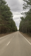 Tree-lined road captured under gray skies in Sosnovka
