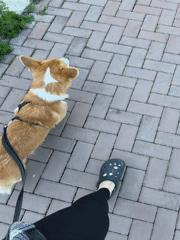 Woman walks Corgi along Yenisei River embankment in Krasnoyarsk