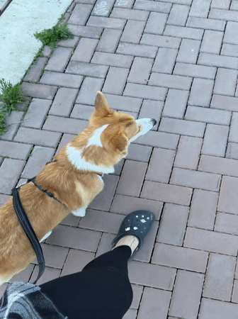 Woman walks Corgi along Yenisei River embankment in Krasnoyarsk