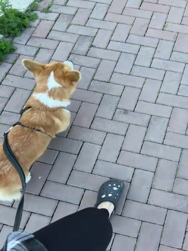 Woman walks Corgi along Yenisei River embankment in Krasnoyarsk