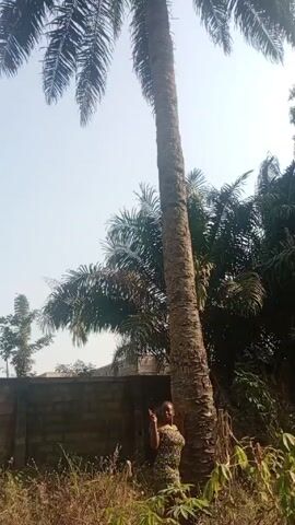 The video shows a woman standing beside a tall palm tree. The woman is wearing a patterned dress and is facing the camera, with her arms raised slightly and her hands touching the tree trunk. The palm tree is tall and slender, with its leaves reaching towards the sky. In the background, there is a brick wall and other trees. The sky is visible above the trees and appears to be a light blue color. The scene is outdoors and appears to be taken during the daytime.