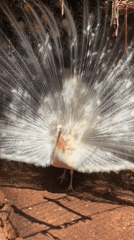 White peacock displays plumage in northern Israel