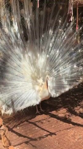 The video shows a white peacock with its feathers spread open. The peacock is standing on reddish-brown soil under the shade of a structure that is barely visible. The peacock has a tan neck and head, and its feathers are almost entirely white. The peacock rotates its head slightly.