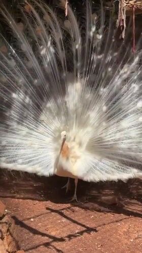 White peacock displays plumage in northern Israel