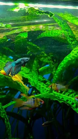 The video displays an aquarium environment filled with lush green aquatic plants and a variety of fish. A betta fish, with iridescent blue, green, and red fins, is perched on a bright yellow plant in the upper left quadrant of the frame. To the right of the betta fish and slightly lower, two ram cichlids, characterized by their yellow and orange bodies with blue accents and red eyes, are visible. Another ram cichlid with similar coloring is in the foreground, slightly to the left of center. Several smaller, darker fish are scattered throughout the lower portion of the tank, swimming amongst the submerged plant stems. The water is clear, and the lighting casts a greenish hue over the scene, highlighting the vibrant colors of the fish and plants.
