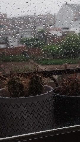 The video captures a static shot of a window during a rain shower in Rubí, Spain. Numerous raindrops cling to the windowpane, distorting the view of the outdoors. Through the blurred glass, green foliage and part of a building are faintly visible. Inside, on the right side of the frame, there's a dark plant with visible thorns, possibly a cactus, and a textured object with a zigzag pattern, perhaps a planter or part of a decorative item. The overall impression is one of a quiet, rainy day seen from indoors. No people or visible text are present.
