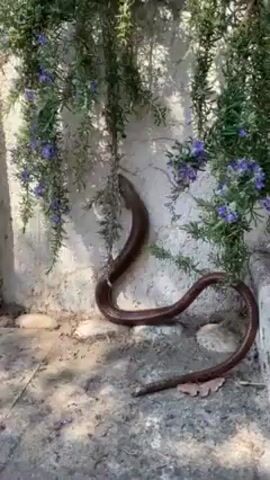 The video shows a large brown snake moving on a concrete surface. The snake is partially hidden behind greenery, which includes purple flowers. The snake is seen moving around the greenery, slithering across the concrete surface. The video is taken outdoors, with natural lighting.