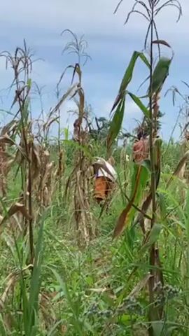 Two people are walking through a field of corn that looks mostly dried out. The green grass and weeds are growing beneath the cornstalks. The sky is blue with some white clouds.