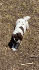 Springer Spaniel spotted chewing stick on dry grass in Valencia