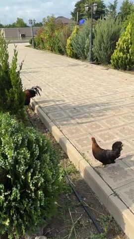 The video begins with a rooster walking on a paved path in an outdoor area with manicured bushes and trees. The camera then pans to a peacock standing in a grassy enclosure with fencing and some caged trees in the background. The peacock is facing the camera and appears to be walking slowly. The overall environment suggests a rural or semi-rural setting, possibly a garden or a small farm. The lighting indicates it is daytime, with a cloudy sky.