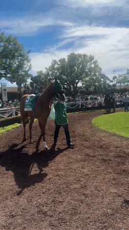 Horse "Another Zero" led along dirt path in Arcadia