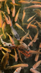 Dense school of orange fish observed in Eilat pond