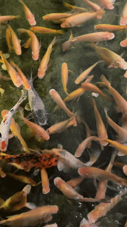 Dense school of orange fish observed in Eilat pond