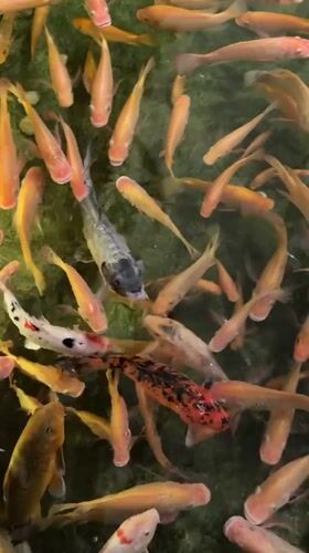 Dense school of orange fish observed in Eilat pond