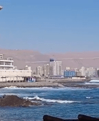 Seagulls gather on Iquique waterfront during sunny evening