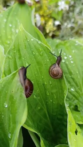 The video shows two snails on green leaves with water droplets. The snails are brown with visible shells. One snail is on the right side of the frame, moving upwards, and the other is on the left, partially hidden behind a leaf. The leaves are large and vibrant green, suggesting a garden or outdoor setting, possibly after rain due to the water droplets. The background is blurred, showing hints of other foliage and possibly some white flowers.