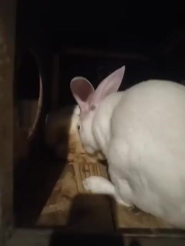A white rabbit with pink ears is seen in a dark enclosure, possibly a cage or hutch. The rabbit is positioned on a wooden surface and appears to be eating something from a bowl or container. The camera focuses on the rabbit's side and back, with its head bent down towards its food. The lighting is dim, casting shadows in the enclosure. The video captures the rabbit's movements as it eats.