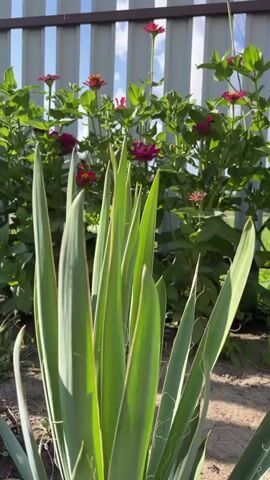A short video shows a garden with plants in bloom. In the foreground is a tall, green plant with long, sword-like leaves. Behind it, several zinnias with pink and red petals are visible, along with green foliage. A light blue sky with white clouds can be seen above the plants, and a light-colored metal fence runs across the background. The ground is covered with dirt and sand. The lighting suggests it is daytime, likely with direct sunlight.