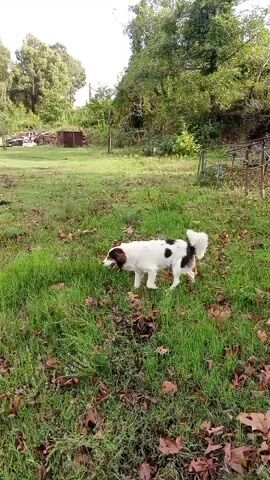 A dog with white fur and black spots is walking and sniffing the ground in a grassy area. The dog is in the center of the frame, facing towards the left. There are fallen leaves scattered on the grass. In the background, there are trees, a dirt road, and some wooden structures. The sky is visible above the trees.