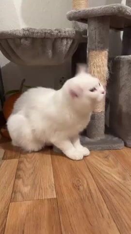 A fluffy white cat is sitting on a wooden floor in an indoor setting. The cat has striking dark eyes and pink ears. To the cat's right (viewer's left) is a multi-level cat tree with gray plush platforms and scratching posts covered in natural fiber rope. Behind the cat tree, there's a hanging cat bed. Initially, the cat is looking to the right of the frame, with its ears perked up, appearing alert. After a few seconds, it turns its head and looks directly at the camera, maintaining a calm and observant demeanor. The background shows a white wall and a hint of a green plant behind the cat. The floor is made of light to medium brown wooden planks.