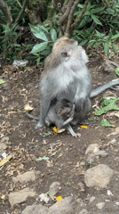 Monkeys gather for feeding time on Sukasada walkway