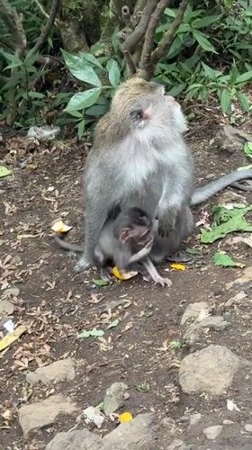 Monkeys gather for feeding time on Sukasada walkway