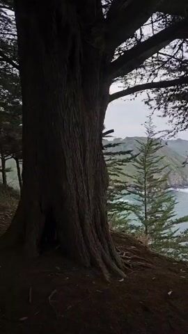 The camera pans from left to right across a landscape. In the foreground to the left is a large tree trunk with visible roots. As the camera moves, a smaller evergreen tree comes into view. The focal point shifts to the distance, revealing a rocky coastline with green hills covered in vegetation. The ocean is visible, with waves crashing against the rocks. Overhanging tree branches with cones create a frame at the top of the shot, silhouetting the sky. The day is overcast.