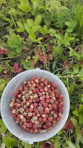 A hand wearing a grey glove with white dots picks tiny wild strawberries from a patch of green plants and places them into a clear plastic bucket overflowing with harvested strawberries. The bucket is positioned in the foreground of the video, with the strawberry patch behind it. The hand reaches into the greenery and plucks a few strawberries at a time. The video is shot from a close-up, top-down perspective.