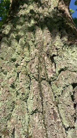 The video shows a low-angle view looking up at the trunk of a large, old tree. The bark is rough and textured, with patches of green moss growing on it. Sunlight filters through the leaves at the top of the tree, casting dappled shadows on the trunk. The sky is visible through the branches, appearing clear and blue. The camera is stationary, and the video appears to be a still shot.