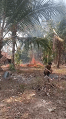 Smallholding chores: livestock, land clearing, and burning in Pematang Jaya