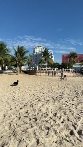 A black dog runs along a sandy beach. In the background, there are buildings and palm trees. Further out, there are people swimming in the ocean under a blue sky with some clouds. The dog runs towards the water and stops at the edge of the waves.