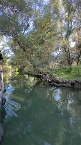 A video shows a body of water with a boat on the left side, moving through a narrow channel surrounded by trees and vegetation. The water is green and reflects the trees and sky. The trees are dense and overhanging, with some fallen branches visible. The overall impression is of a tranquil, natural environment.