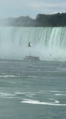 Tour boat approaches Niagara Falls amid mist and seagulls
