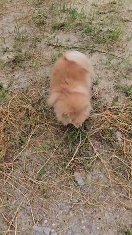 A fluffy Pomeranian puppy with light brown fur is shown outdoors, sniffing the ground. The puppy is facing downwards, with its head obscured by its fur. The ground is covered with dry grass, dirt, and small stones. Some green grass is also visible. The camera is positioned above and behind the puppy, looking down at it. The video is short, lasting only a few seconds, and the puppy's movements are slightly blurred due to its activity and possibly the camera's focus.