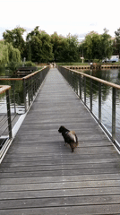 Gorky Park waterfront: a dog, a black swan, and still water