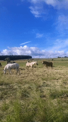 Morning pastoral scenes captured in Crauthem, Luxembourg countryside