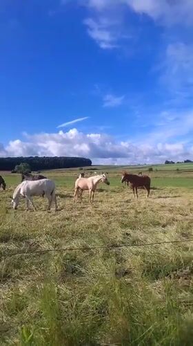Morning pastoral scenes captured in Crauthem, Luxembourg countryside