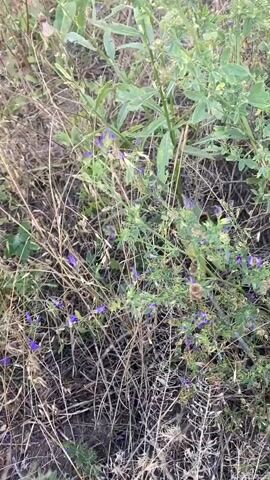 The video shows a close-up of a patch of dry grass and small purple wildflowers. A bumblebee is visible for a few seconds, actively moving among the flowers, likely collecting nectar or pollen. The background is filled with more greenery and dried plant matter, suggesting an outdoor, natural environment, possibly a field or meadow. The lighting suggests it's daytime. The camera is stationary for most of the clip, with slight movements at the beginning and end.