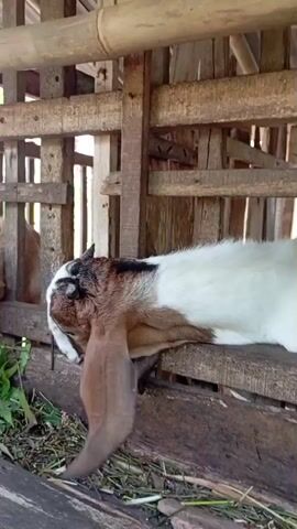 The video shows a goat with long ears in a wooden pen. The goat is brown and white and is eating grass. The pen is made of wood and bamboo.